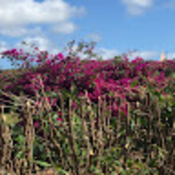 Meet your Posher, Audrey - Picture 1 of 1